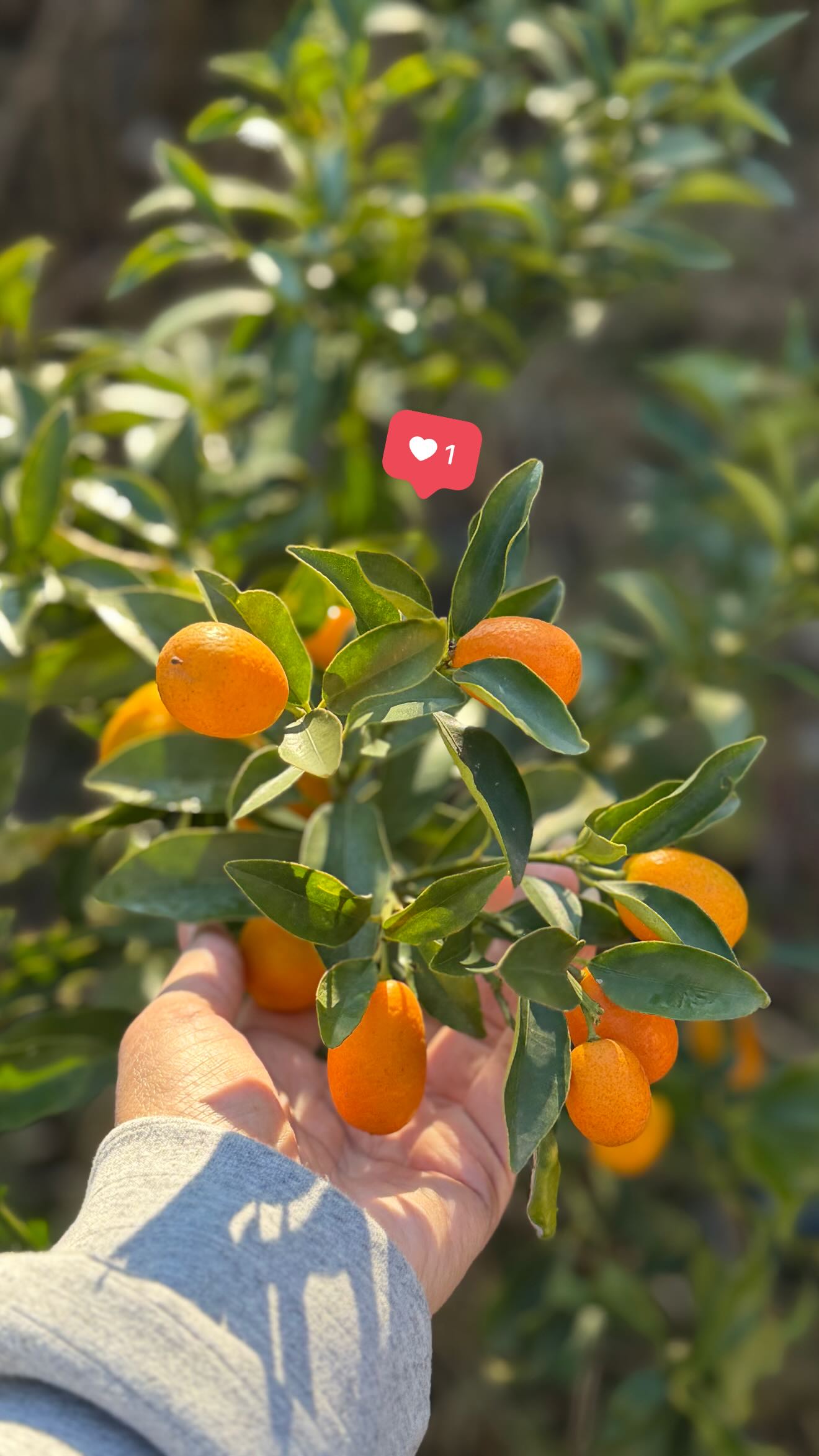  جدید ترین استوری اینستاگرام مائده عابدی