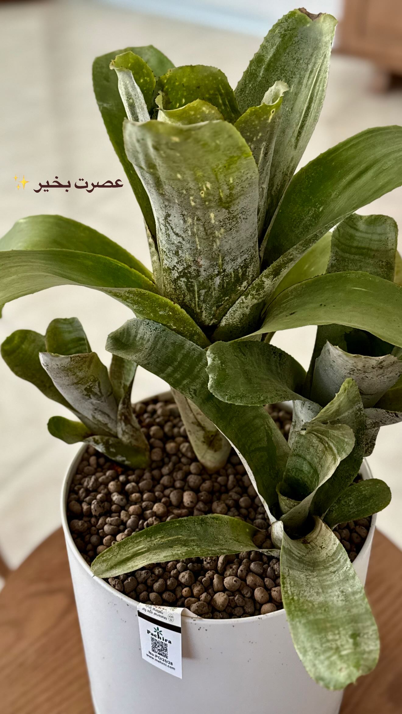  جدید ترین استوری اینستاگرام مائده عابدی