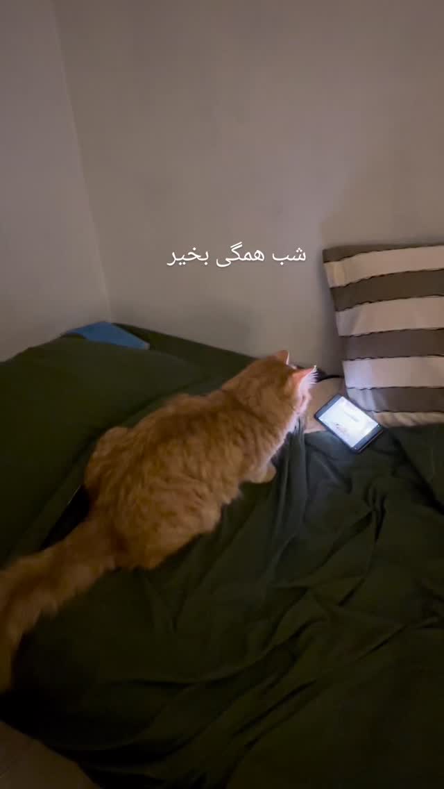  جدید ترین استوری اینستاگرام زری