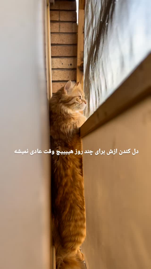  جدید ترین استوری اینستاگرام زری