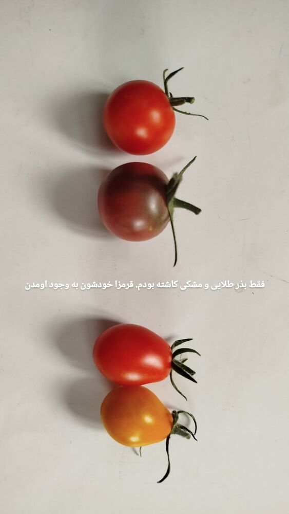  جدید ترین استوری اینستاگرام علی پاک نهاد