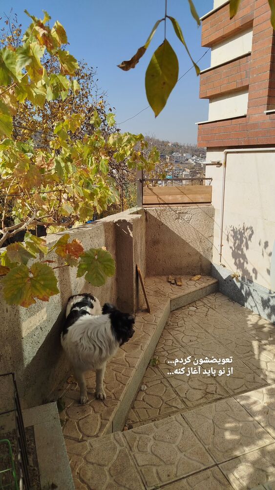  جدید ترین استوری اینستاگرام علی پاک نهاد