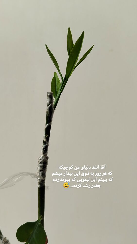  جدید ترین استوری اینستاگرام علی پاک نهاد