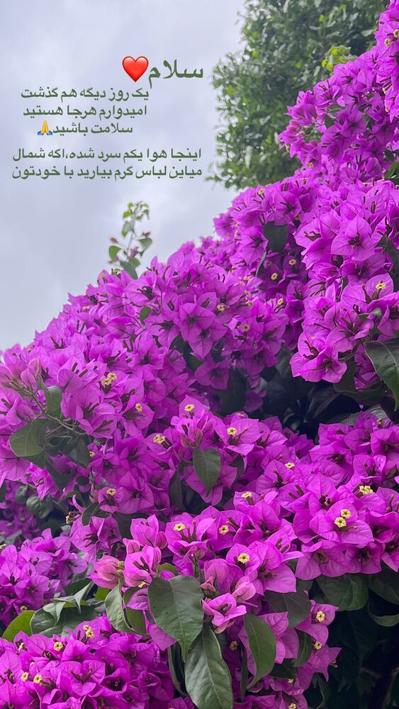  جدید ترین استوری اینستاگرام پریسا خبیر