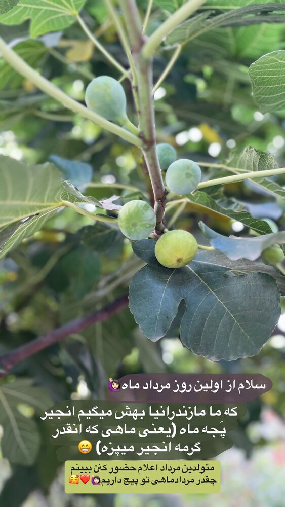  جدید ترین استوری اینستاگرام پریسا خبیر