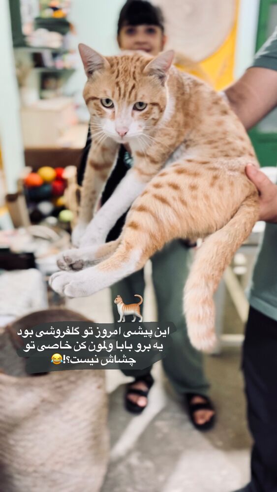  جدید ترین استوری اینستاگرام پریسا خبیر