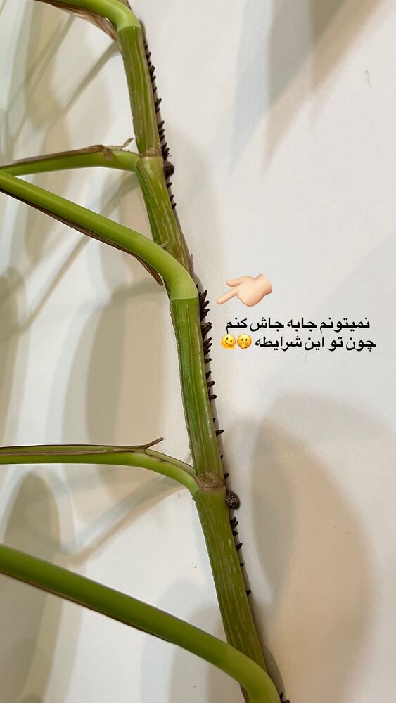  جدید ترین استوری اینستاگرام پریسا خبیر