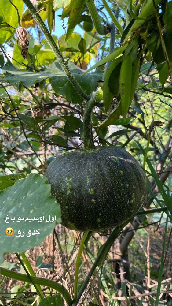  جدید ترین استوری اینستاگرام پریسا خبیر