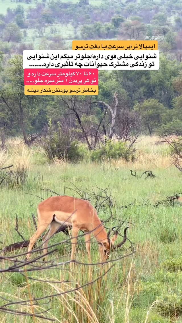  جدید ترین استوری اینستاگرام احمدرضا