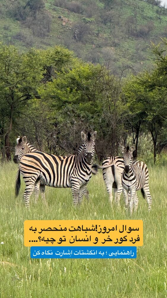  جدید ترین استوری اینستاگرام احمدرضا