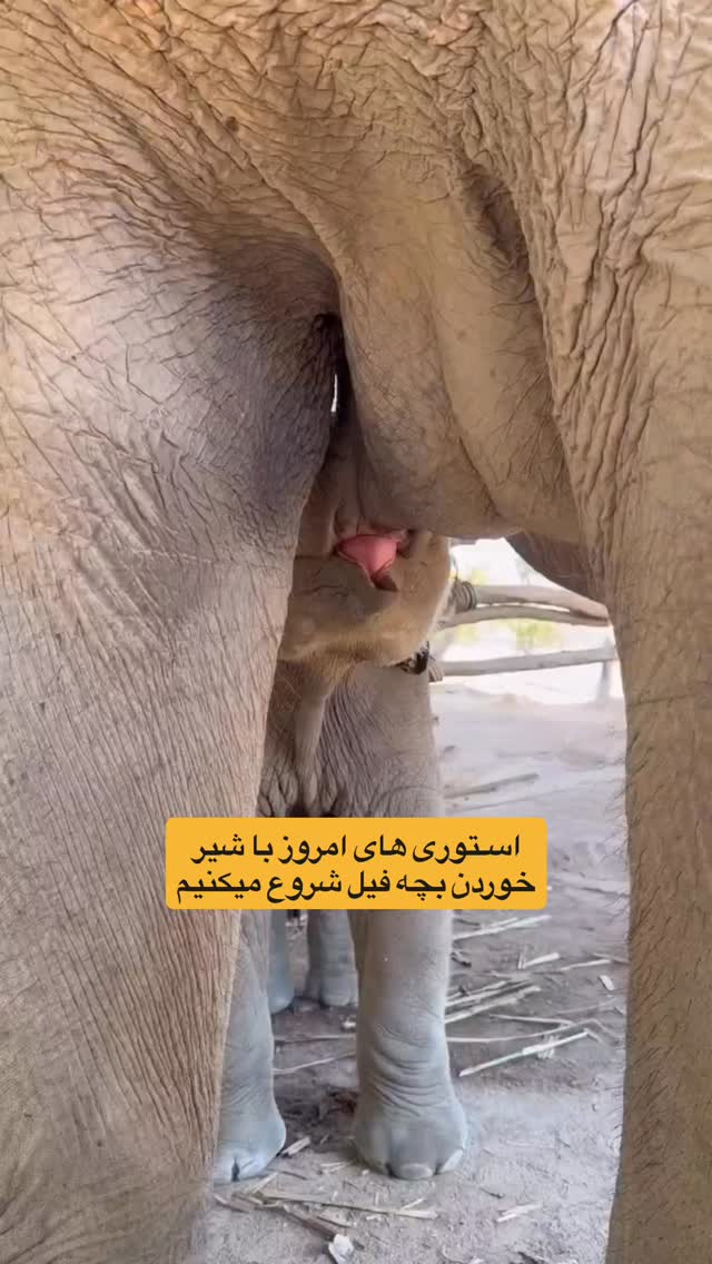  جدید ترین استوری اینستاگرام احمدرضا