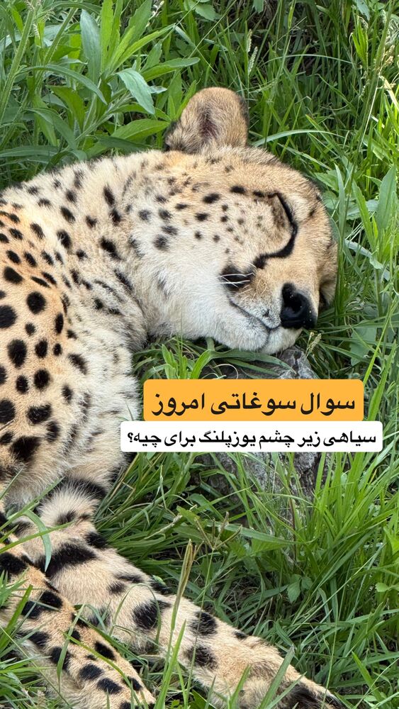  جدید ترین استوری اینستاگرام احمدرضا