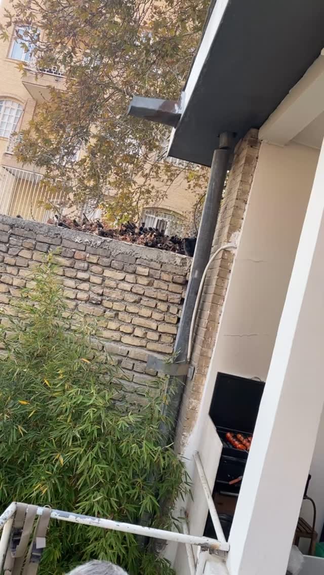  جدید ترین استوری اینستاگرام احمد ایراندوست