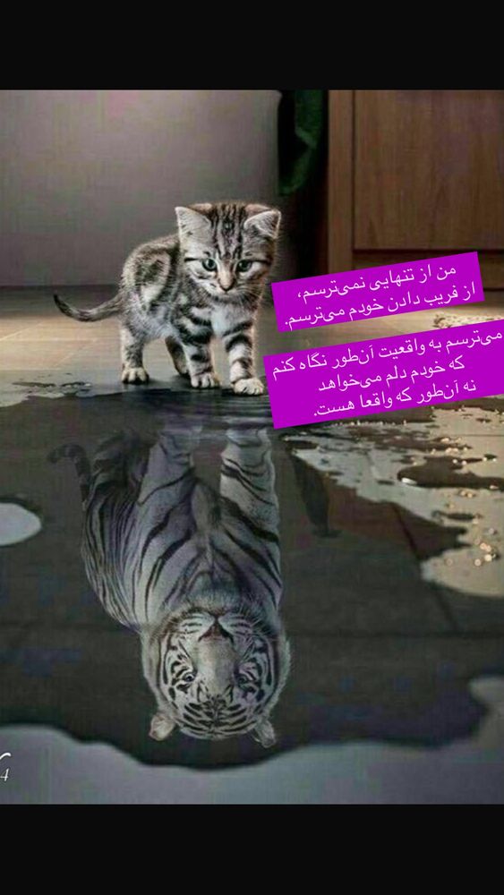  جدید ترین استوری اینستاگرام احمد ایراندوست