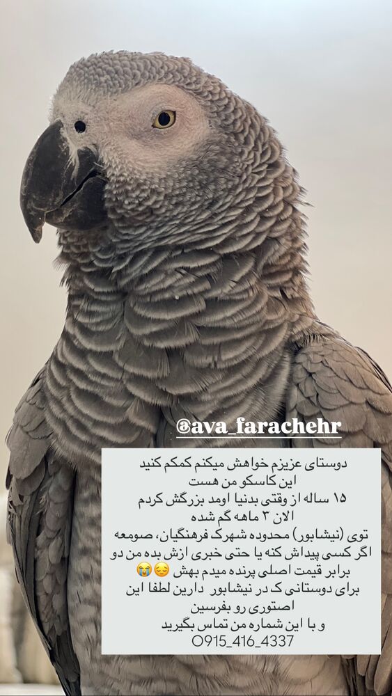 جدید ترین استوری اینستاگرام احمد رضا نیشابور