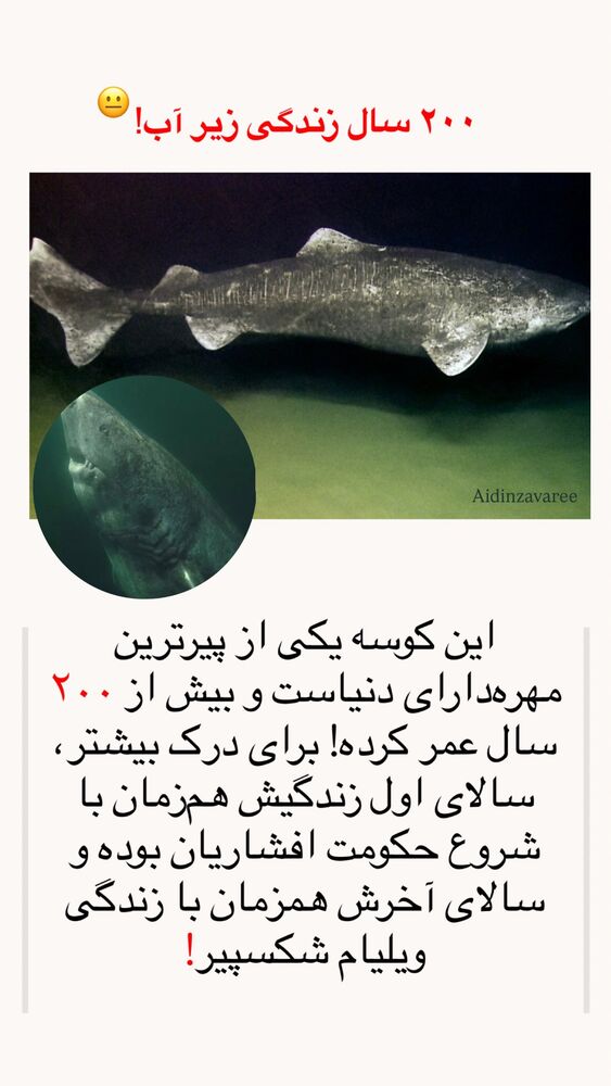 جدید ترین استوری اینستاگرام آیدین زوارئی