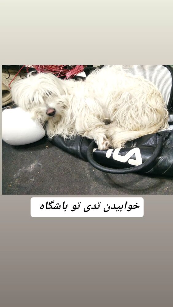  جدید ترین استوری اینستاگرام اکبر آزادی فر
