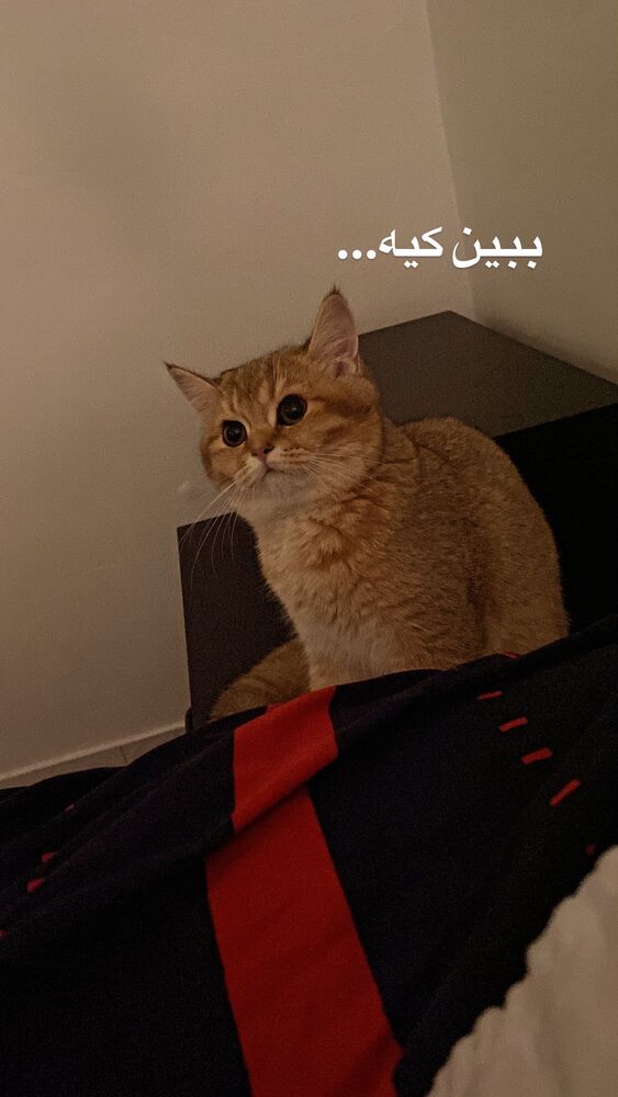  جدید ترین استوری اینستاگرام مهران اکبری
