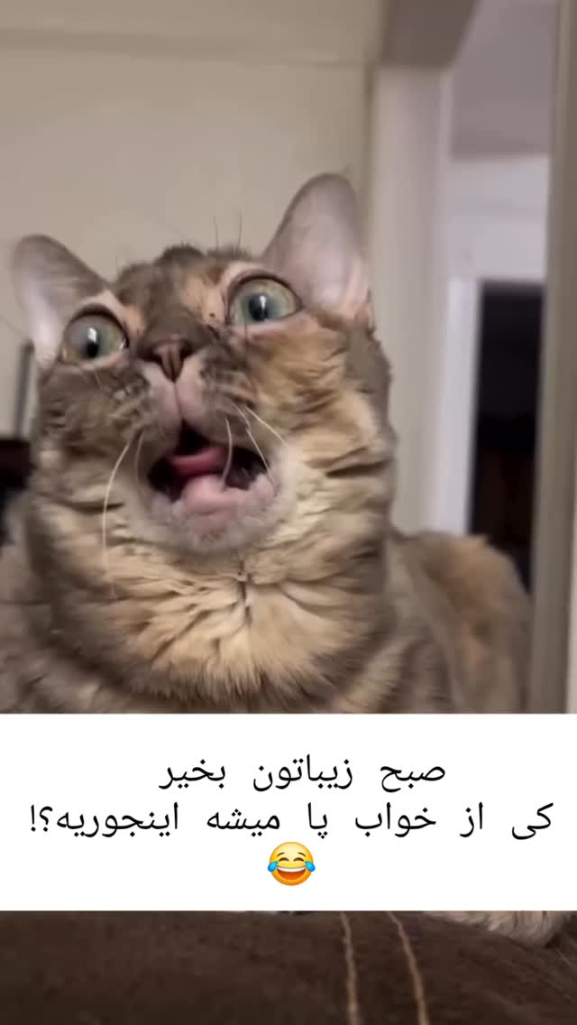  جدید ترین استوری اینستاگرام البرز اشرفی