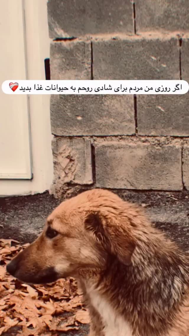  جدید ترین استوری اینستاگرام علی جی