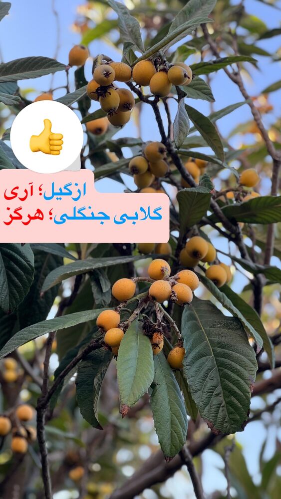  جدید ترین استوری اینستاگرام علی عالی