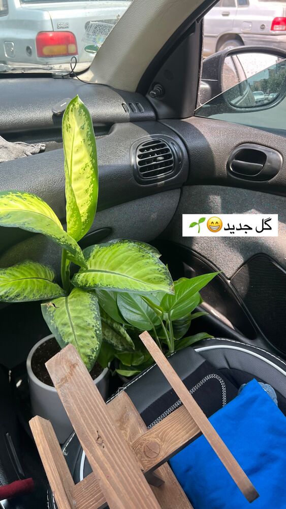  جدید ترین استوری اینستاگرام علی بیگلر