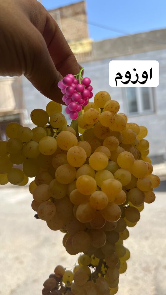  جدید ترین استوری اینستاگرام علی بیگلر