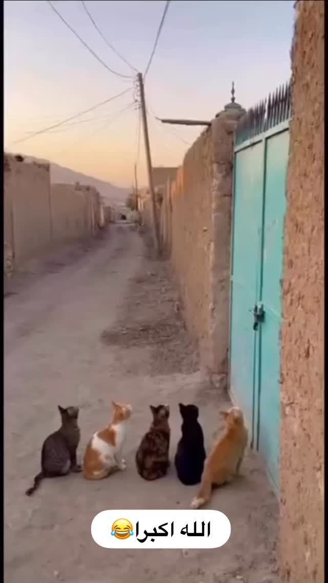  جدید ترین استوری اینستاگرام علی بیگلر