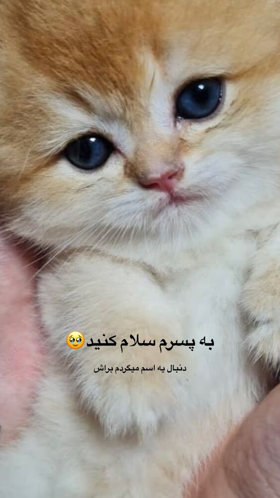  جدید ترین استوری اینستاگرام على قاضى نظام