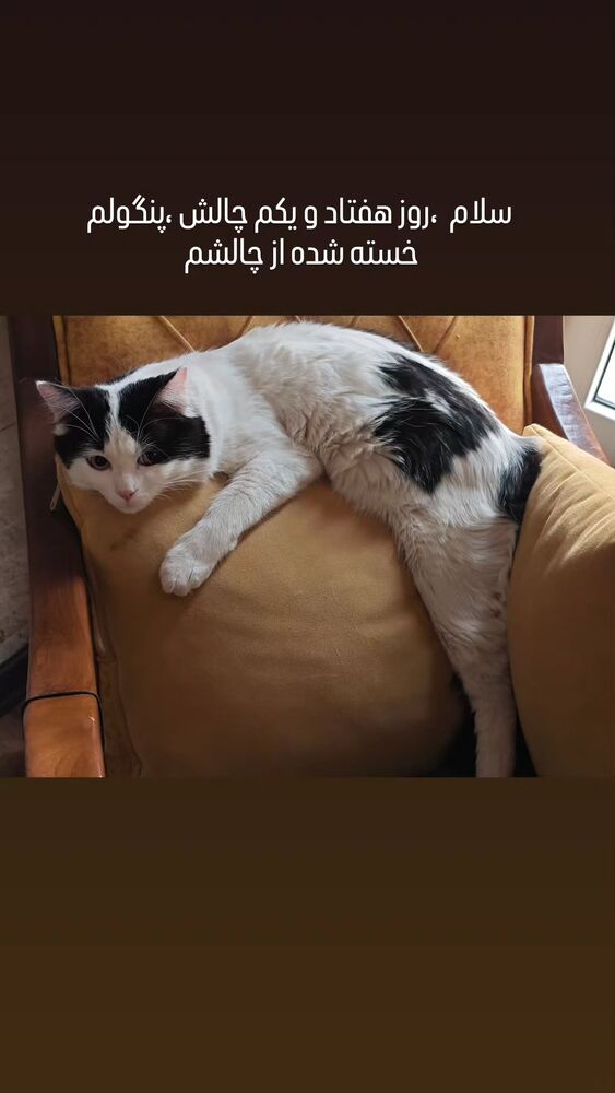  جدید ترین استوری اینستاگرام علی مشهدی