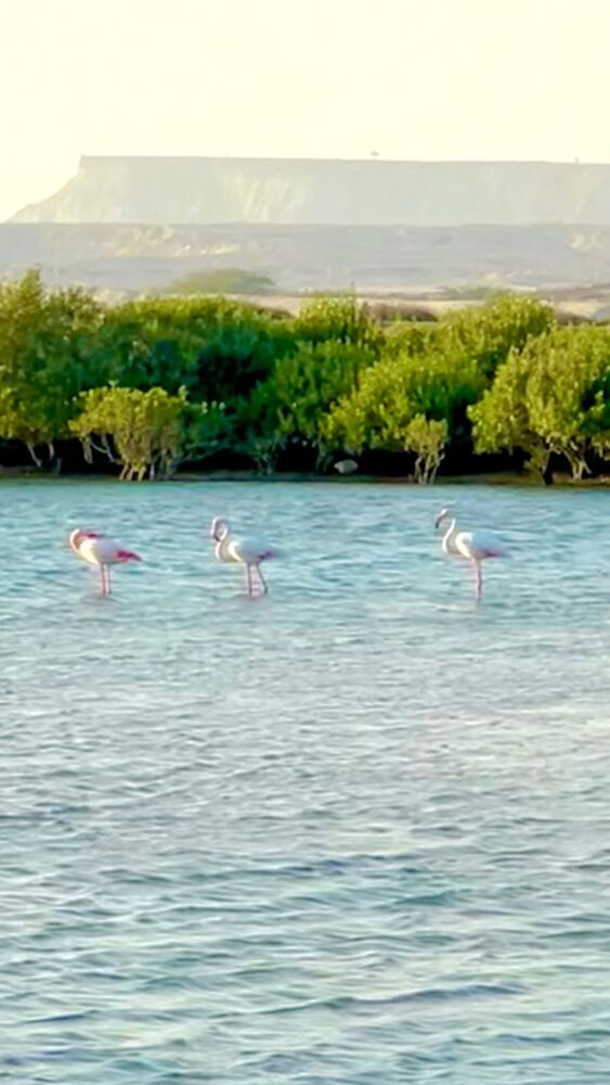  جدید ترین استوری اینستاگرام علی رادمند