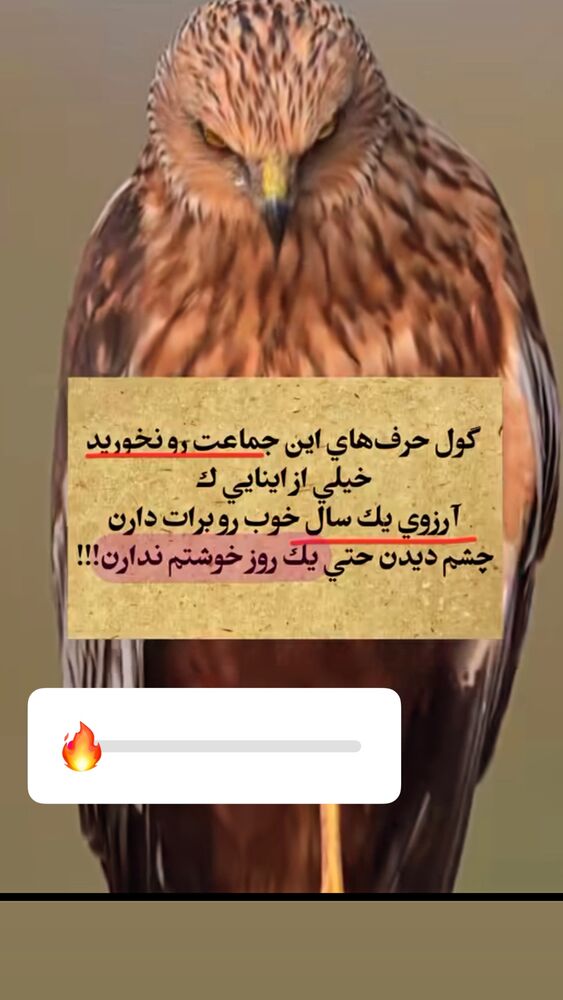  جدید ترین استوری اینستاگرام علیرضا نیکبخت