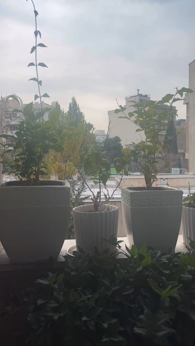  جدید ترین استوری اینستاگرام علی سخنگو
