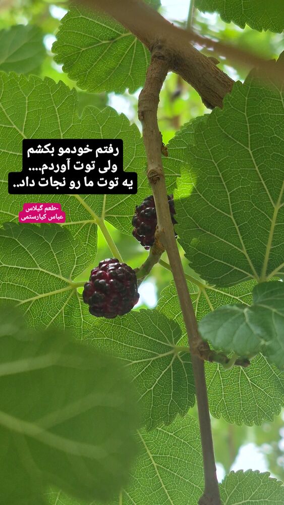  جدید ترین استوری اینستاگرام محمدامین سلیمی