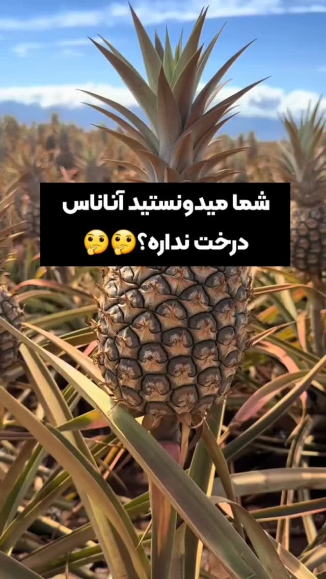  جدید ترین استوری اینستاگرام عمه