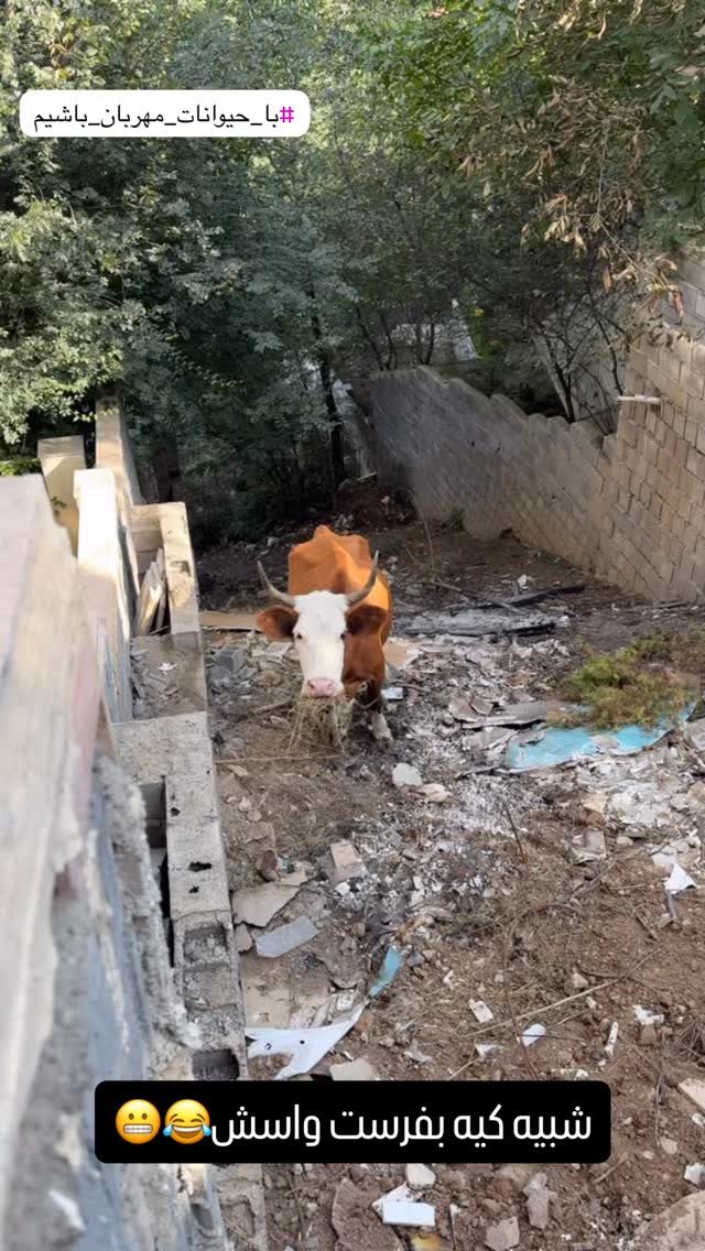  جدید ترین استوری اینستاگرام امير عزت زاده