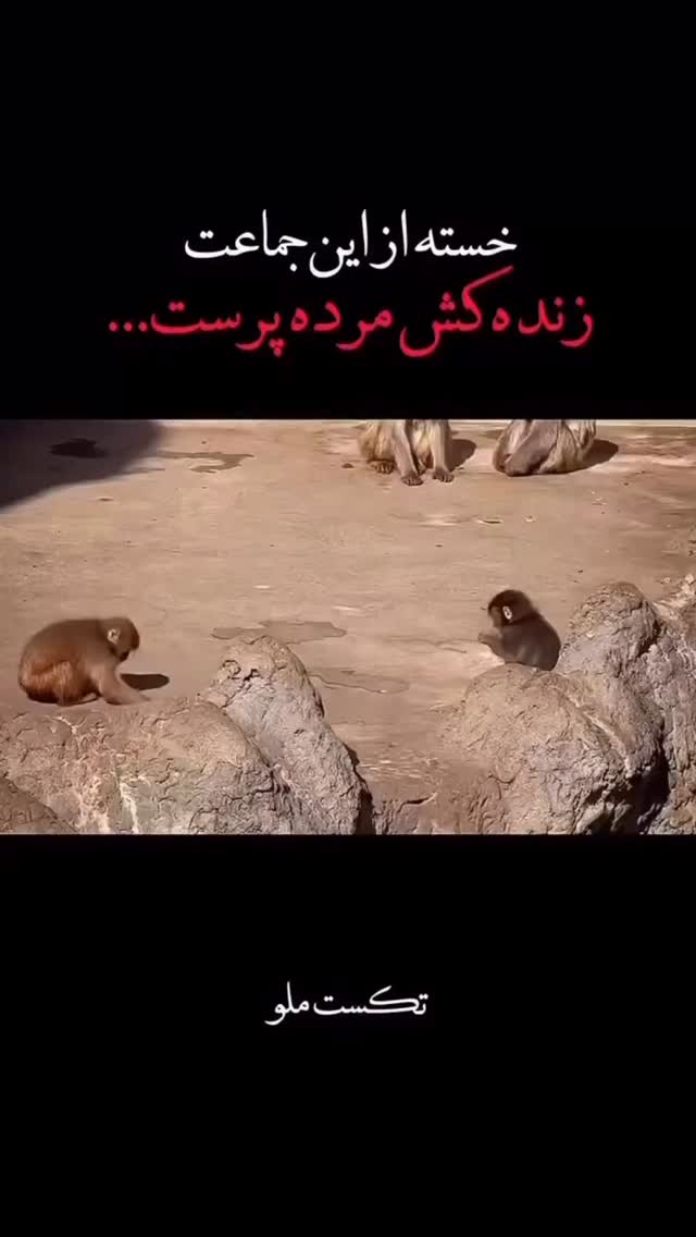  جدید ترین استوری اینستاگرام مستر امیر