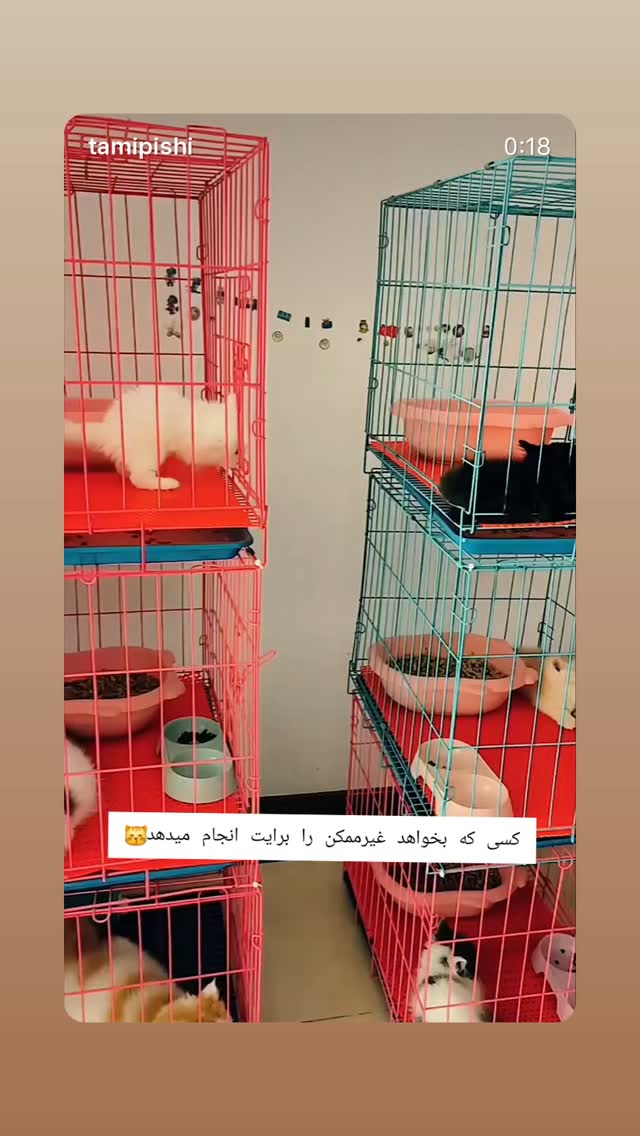  جدید ترین استوری اینستاگرام امیر جدیدی