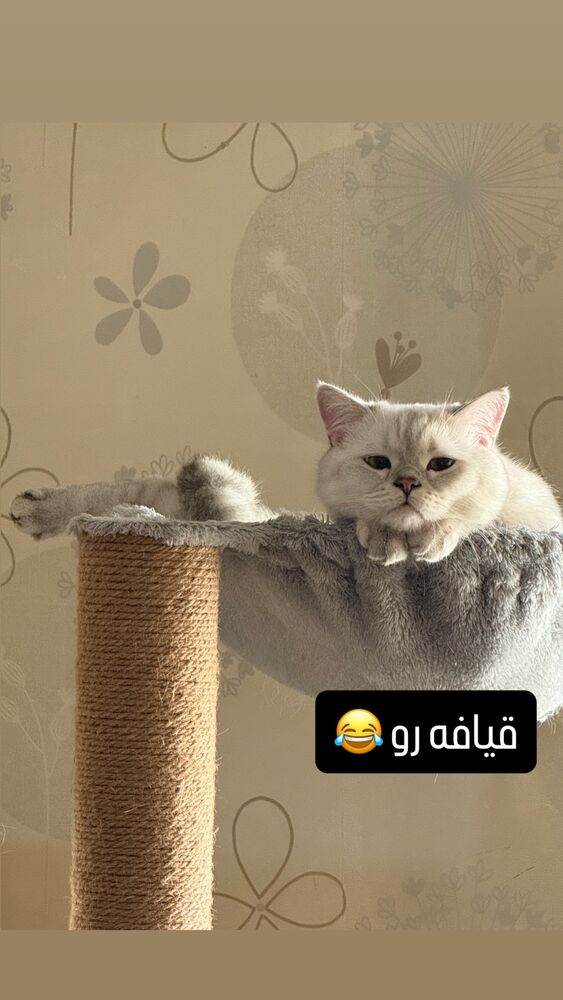  جدید ترین استوری اینستاگرام امیر خلوت