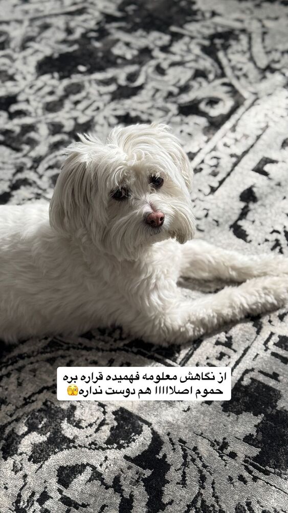  جدید ترین استوری اینستاگرام یگانه مرسلی
