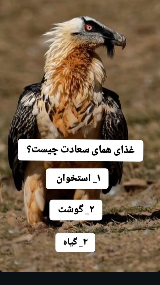  جدید ترین استوری اینستاگرام امیرشعبانی
