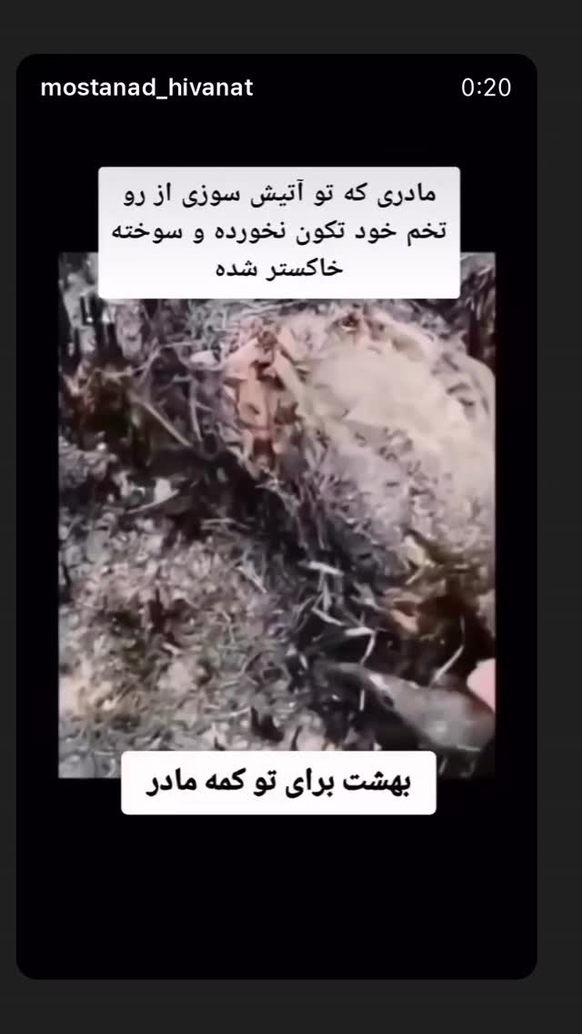  جدید ترین استوری اینستاگرام علی فروتن