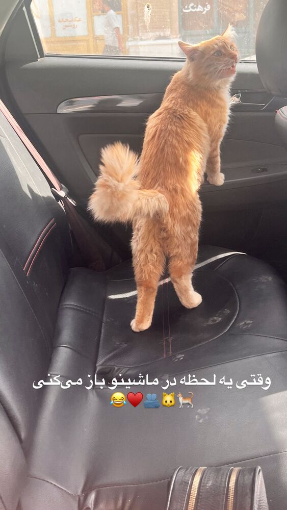  جدید ترین استوری اینستاگرام آرمین رحیمیان