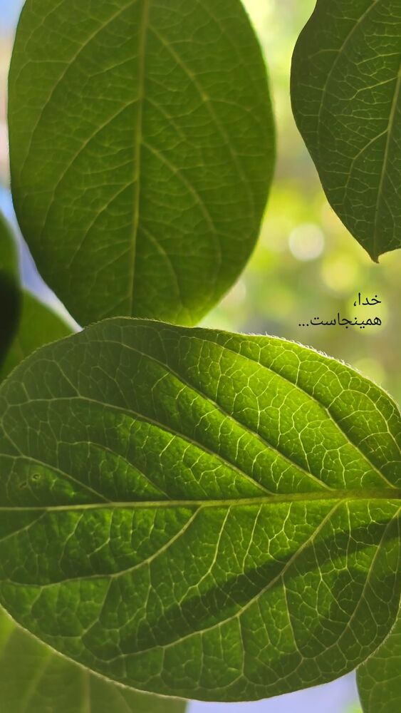  جدید ترین استوری اینستاگرام فاطمه عبادی