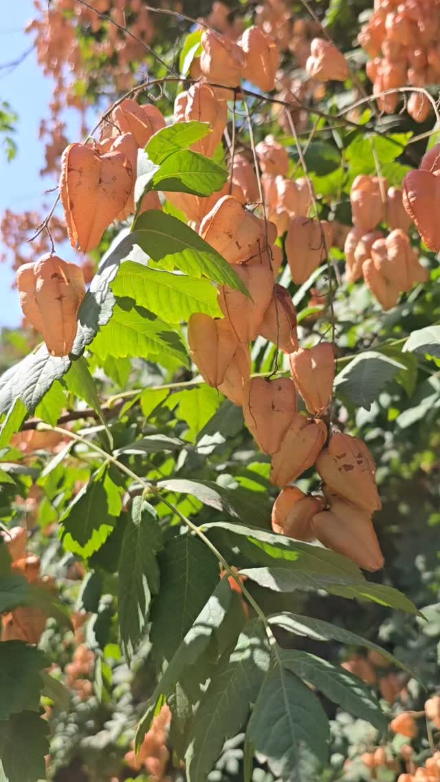  جدید ترین استوری اینستاگرام فاطمه عبادی