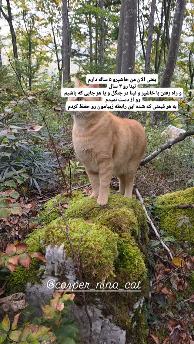  جدید ترین استوری اینستاگرام آسوده ایمر