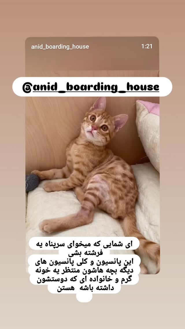  جدید ترین استوری اینستاگرام آسوده ایمر