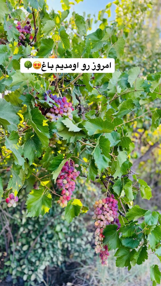  جدید ترین استوری اینستاگرام آیدا و محسن