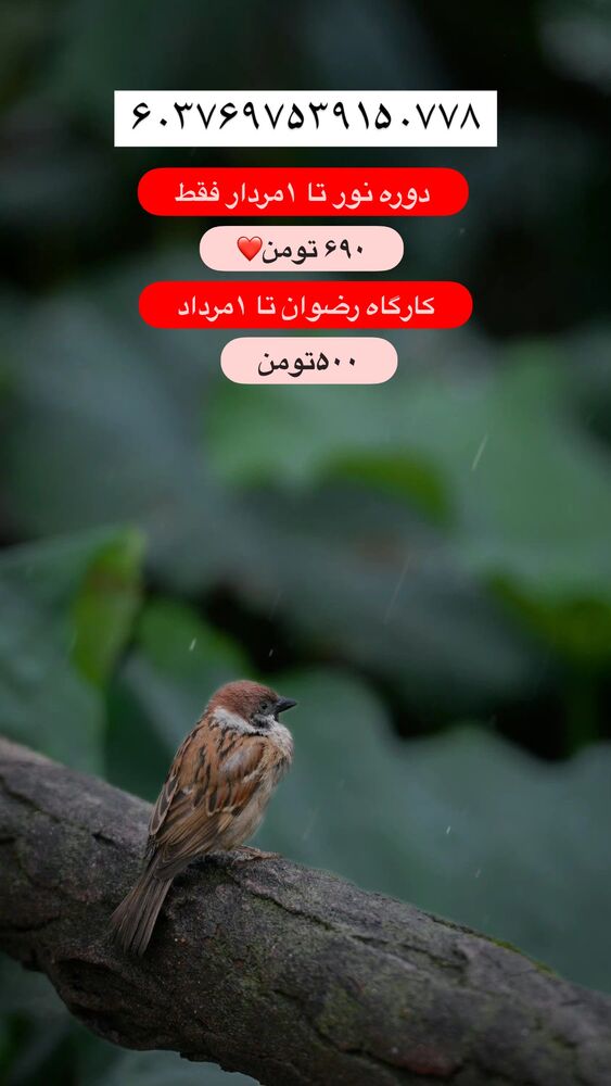  جدید ترین استوری اینستاگرام آیه کوچ
