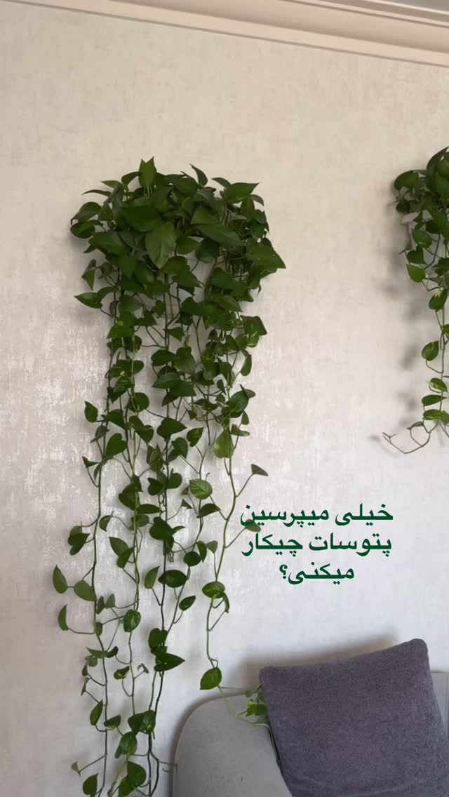  جدید ترین استوری اینستاگرام آیه کوچ